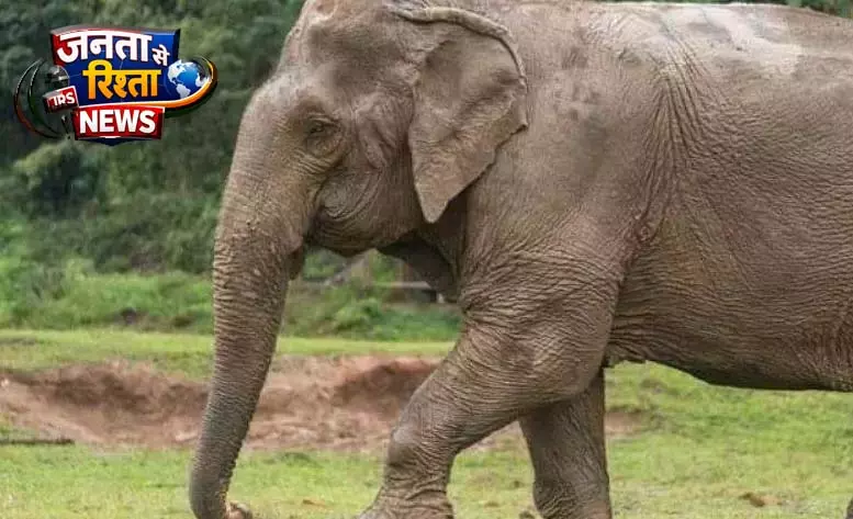 बुजुर्ग महुआ बीनने पहुंचा जंगल, हाथी ने कुचला बुजुर्ग महुआ बीनने पहुंचा जंगल, हाथी ने कुचला