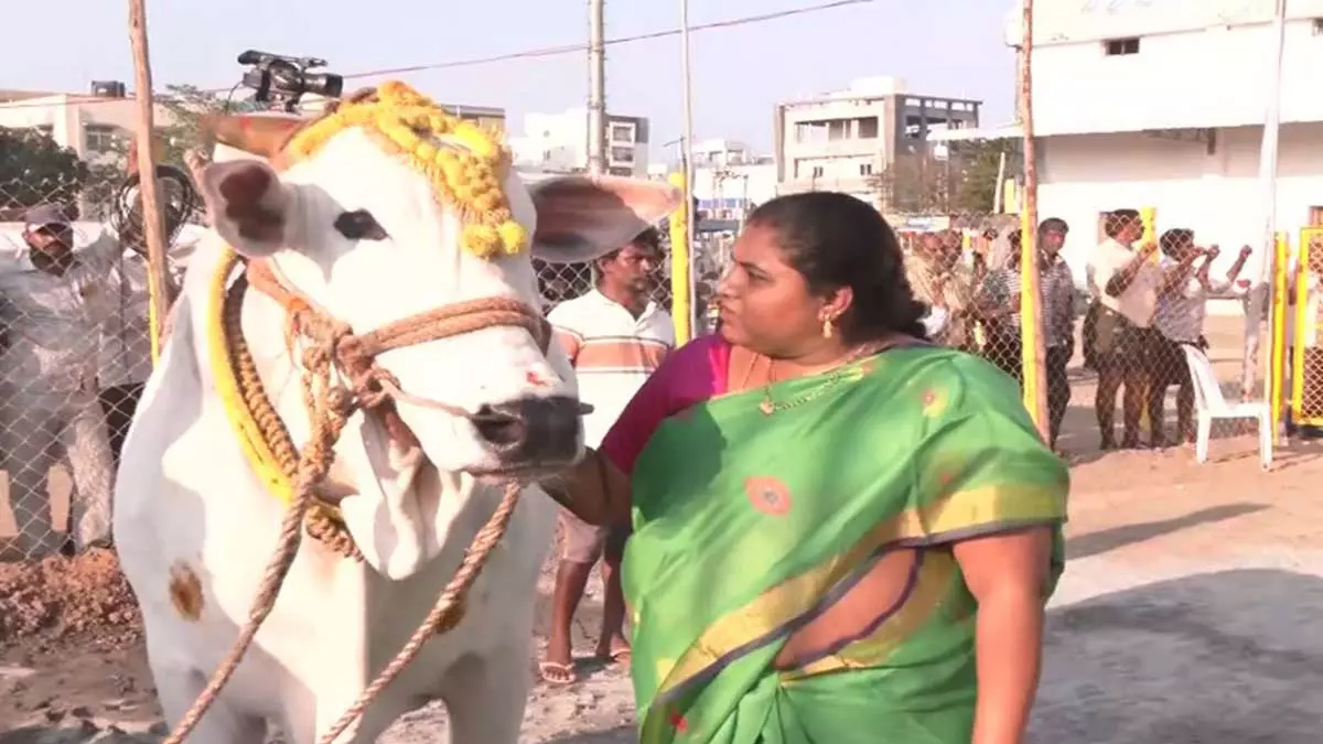 शब्दों से परे एक बंधन: Shrilakshmi का अपने बैलों के प्रति असाधारण प्रेम शब्दों से परे एक बंधन: Shrilakshmi का अपने बैलों के प्रति असाधारण प्रेम