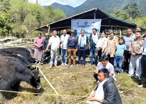 Mechukha: शि-योमी जिले में याक फिर से लाए गए