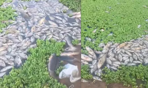 Hyderabad: तेलापुर झील में सैकड़ों मछलियां मरी, स्थानीय लोगों ने इसे प्रदूषण से जोड़ा Hyderabad: तेलापुर झील में सैकड़ों मछलियां मरी, स्थानीय लोगों ने इसे प्रदूषण से जोड़ा