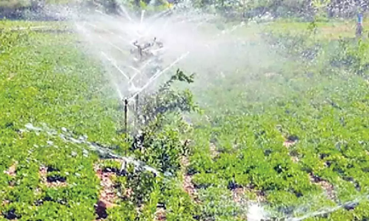 Andhra: माइक्रो-इरिगेशन कवरेज में आंध्र प्रदेश सबसे आगे Andhra: माइक्रो-इरिगेशन कवरेज में आंध्र प्रदेश सबसे आगे