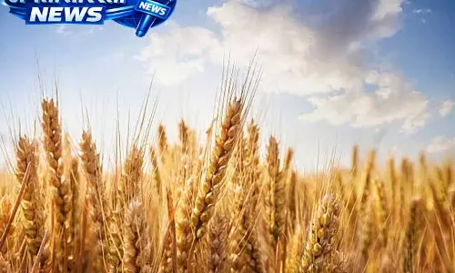 Punjab में गेहूं की खरीद के लिए सभी तैयारियां पूरी: केंद्रीय मंत्री Punjab में गेहूं की खरीद के लिए सभी तैयारियां पूरी: केंद्रीय मंत्री