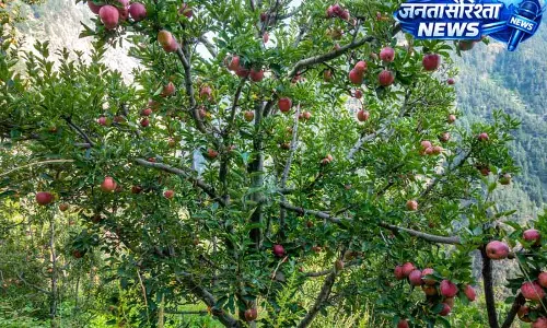 सेब उगाने वालों के हितों की सुरक्षा जरूरी: Kuldeep Rathore सेब उगाने वालों के हितों की सुरक्षा जरूरी: Kuldeep Rathore