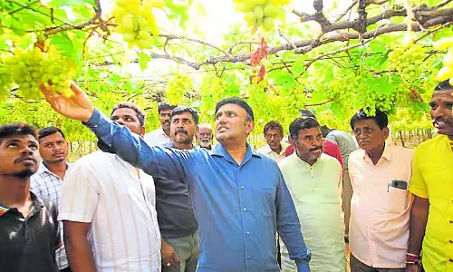 Chikkaballapur : तालुक में बेमौसम बारिश और ओलावृष्टि से अंगूर की फसलें भारी नुकसान Chikkaballapur : तालुक में बेमौसम बारिश और ओलावृष्टि से अंगूर की फसलें भारी नुकसान