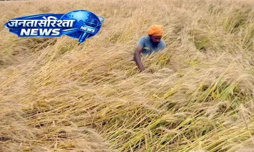 Amritsar: मौसम में तेज बदलाव से किसानों में चिंता