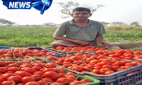 टमाटर की खेती से किसान लेखराम केवट की बढ़ी आमदनी