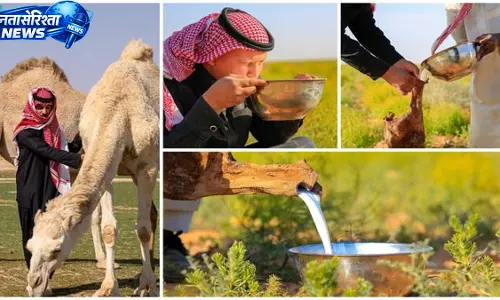 Camel का दूध उत्तरी बॉर्डर में बसंत परंपराओं का हिस्सा बना Camel का दूध उत्तरी बॉर्डर में बसंत परंपराओं का हिस्सा बना