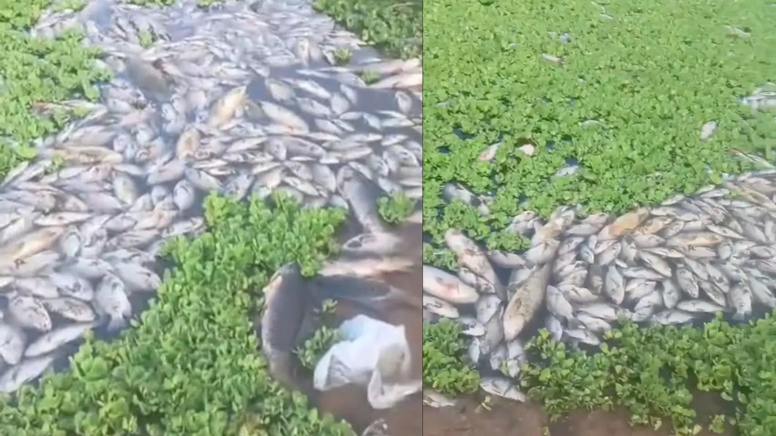 Hyderabad: तेलापुर झील में सैकड़ों मछलियां मरी, स्थानीय लोगों ने इसे प्रदूषण से जोड़ा Hyderabad: तेलापुर झील में सैकड़ों मछलियां मरी, स्थानीय लोगों ने इसे प्रदूषण से जोड़ा