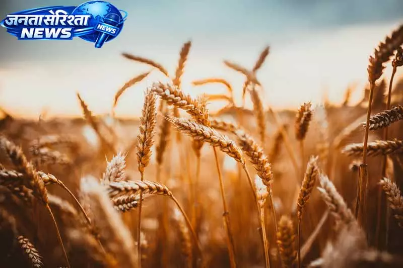 राजस्थान में पौंग बांध विस्थापित MSP से कम पर गेहूं बेचने को मजबूर राजस्थान में पौंग बांध विस्थापित MSP से कम पर गेहूं बेचने को मजबूर