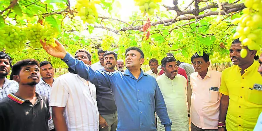 Chikkaballapur : तालुक में बेमौसम बारिश और ओलावृष्टि से अंगूर की फसलें भारी नुकसान Chikkaballapur : तालुक में बेमौसम बारिश और ओलावृष्टि से अंगूर की फसलें भारी नुकसान