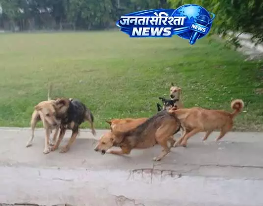 Ludhiana: कॉलेज में घुसे आवारा कुत्ते Ludhiana: कॉलेज में घुसे आवारा कुत्ते