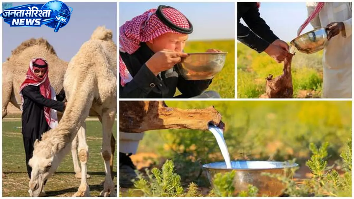 Camel का दूध उत्तरी बॉर्डर में बसंत परंपराओं का हिस्सा बना Camel का दूध उत्तरी बॉर्डर में बसंत परंपराओं का हिस्सा बना