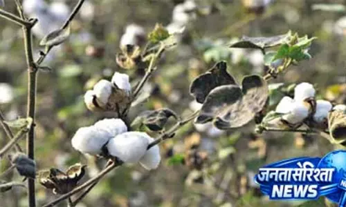 Cyberabad police ने अंतरराज्यीय बीज रैकेट का पर्दाफाश, 90 लाख रुपये के बीजी-III कपास बीज जब्त