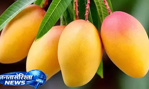 क्या आप आम खाने के तुरंत बाद ये खाते हैं? अगर हाँ, तो आप अपनी सेहत को खतरे में डाल रहे क्या आप आम खाने के तुरंत बाद ये खाते हैं? अगर हाँ, तो आप अपनी सेहत को खतरे में डाल रहे