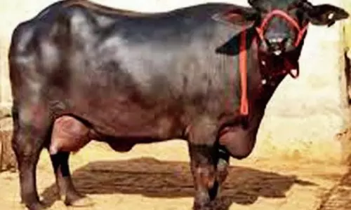 भैंस बांधने के विवाद में गोली मारकर युवक की हत्या, इलाके में फैली सनसनी भैंस बांधने के विवाद में गोली मारकर युवक की हत्या, इलाके में फैली सनसनी