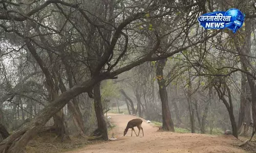 पंजाब और Haryana के वन क्षेत्र में सुधार, लेकिन कमी बनी रही