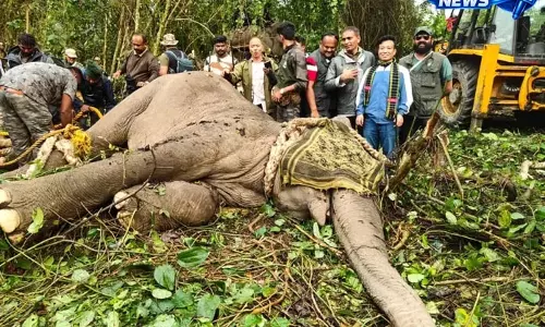 Arunachal: मौतों के लिए ज़िम्मेदार बदमाश हाथियों को पकड़ा गया