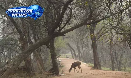 Punjab-Haryana में वन क्षेत्र बढ़ा, फिर भी कमी बरकरार