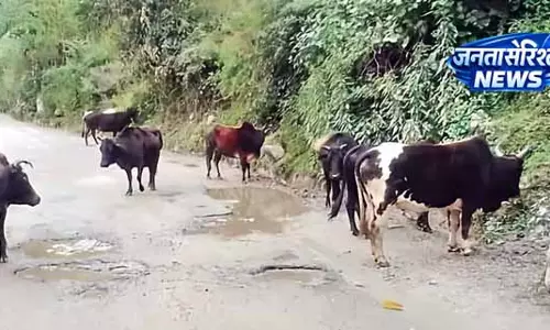 लावारिस पशुओं की देखभाल में Himachal सरकार सक्रिय लावारिस पशुओं की देखभाल में Himachal सरकार सक्रिय