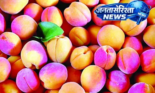 हिमाचल में स्पेन की बोर्सालिनो खुमानी तैयार हिमाचल में स्पेन की बोर्सालिनो खुमानी तैयार