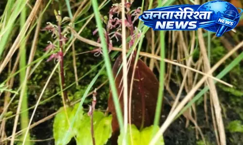 Arunachal : दुर्लभ ऑर्किड प्रजाति मिली, चीन के बाहर पहली बार रिकॉर्ड किया