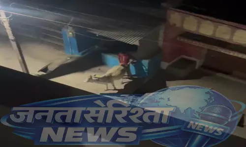 Raipur Breaking: भाठागांव में युवक ने गाय के साथ किया कुकर्म, वीडियो वायरल Raipur Breaking: भाठागांव में युवक ने गाय के साथ किया कुकर्म, वीडियो वायरल
