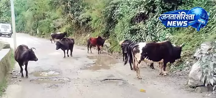 लावारिस पशुओं की देखभाल में Himachal सरकार सक्रिय लावारिस पशुओं की देखभाल में Himachal सरकार सक्रिय
