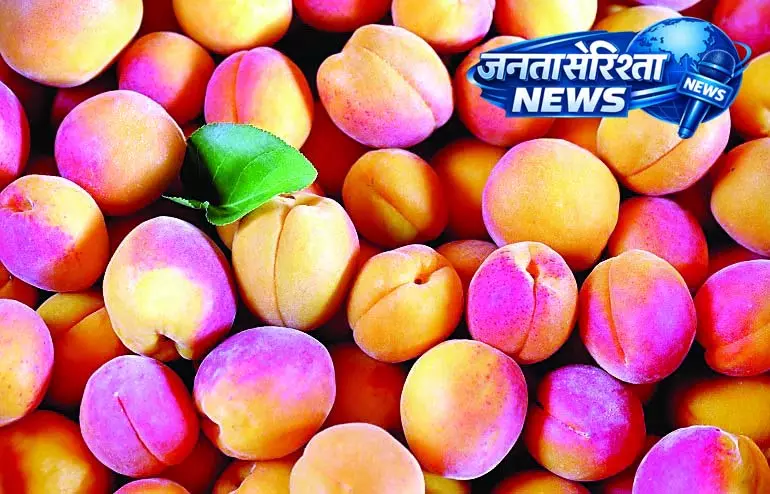 हिमाचल में स्पेन की बोर्सालिनो खुमानी तैयार हिमाचल में स्पेन की बोर्सालिनो खुमानी तैयार