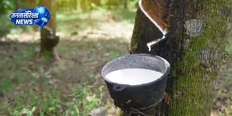 Paralakhemundi रबर की खेती से गांवों में बदलाव की लहर Paralakhemundi रबर की खेती से गांवों में बदलाव की लहर
