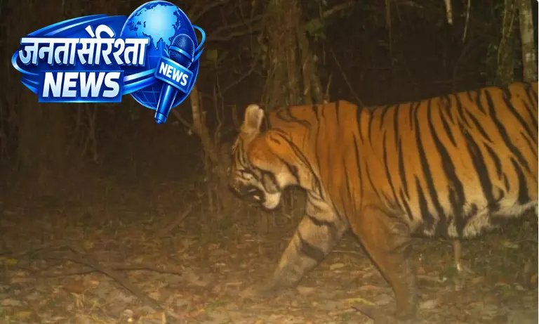 Assam के डिब्रू सैखोवा में दशकों बाद बंगाल टाइगर का पहला फोटो रिकॉर्ड Assam के डिब्रू सैखोवा में दशकों बाद बंगाल टाइगर का पहला फोटो रिकॉर्ड