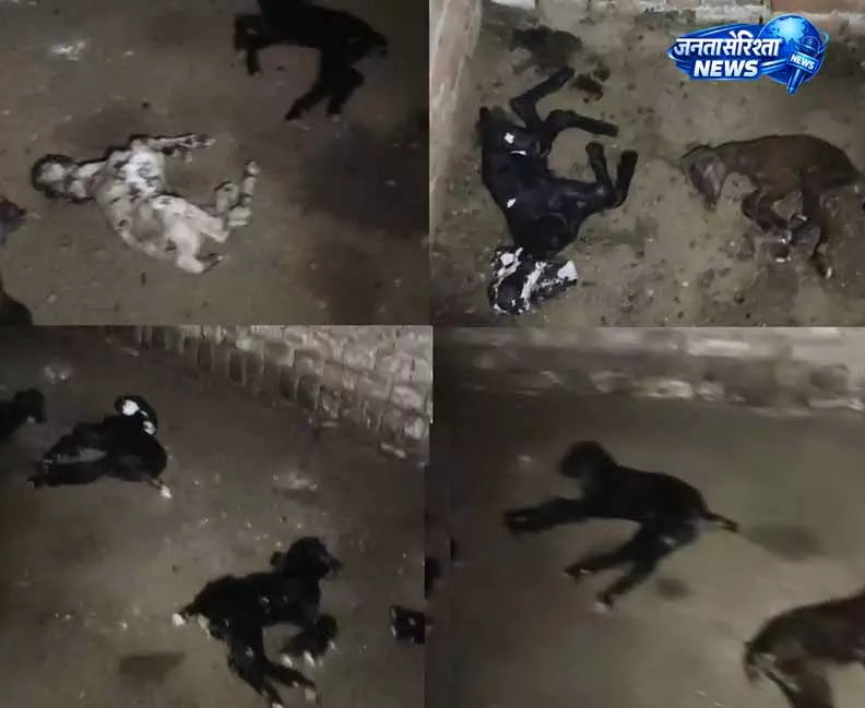Barapur: तेंदुए के हमले में 16 मेमने मृत, 8 लापता Barapur: तेंदुए के हमले में 16 मेमने मृत, 8 लापता