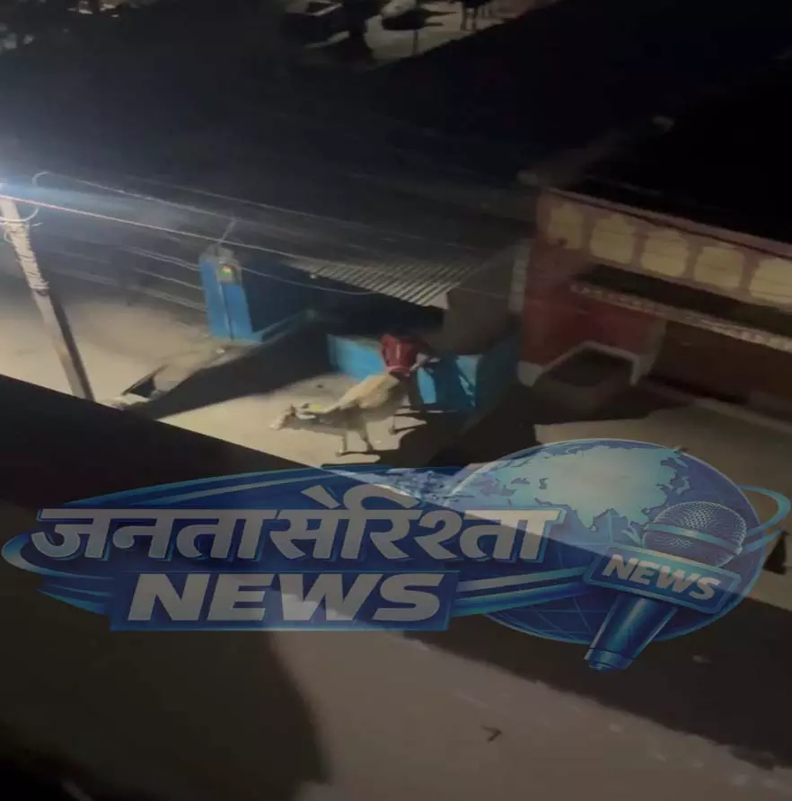 Raipur Breaking: भाठागांव में युवक ने गाय के साथ किया कुकर्म, वीडियो वायरल Raipur Breaking: भाठागांव में युवक ने गाय के साथ किया कुकर्म, वीडियो वायरल