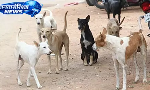 2.09 lakh लोगों को कुत्तों ने काटा: 13 की रेबीज से मौत
