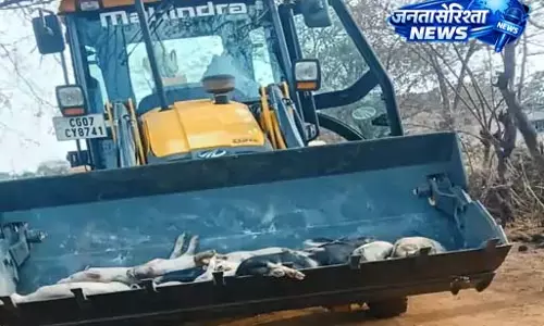अफ्रीकन स्वाइन फीवर से ग्रसित 300 सूअरों की मौत अफ्रीकन स्वाइन फीवर से ग्रसित 300 सूअरों की मौत