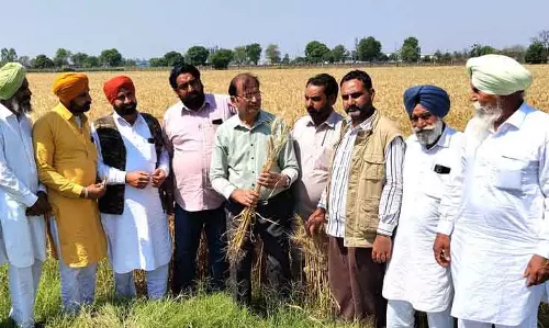 फिरोजपुर के किसानों ने Haryana में जलवायु-अनुकूल तरीकों की खोज की फिरोजपुर के किसानों ने Haryana में जलवायु-अनुकूल तरीकों की खोज की