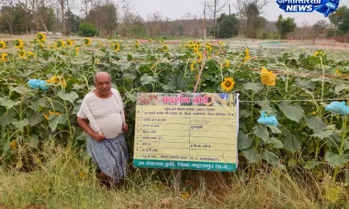 ग्रीष्मकालीन तिलहन खेती से समृद्धि की ओर अग्रसर किसान
