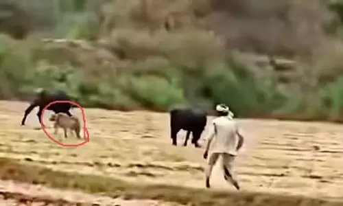 Bhopal : गांववाले कुत्तों की तरह अफ्रीकी चीतों का पीछा कर रहे है