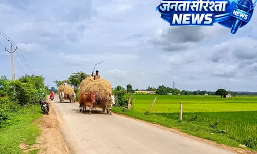 दिल्ली हाईकोर्ट का बड़ा फैसला, एफएसएसएआई को मवेशियों के चारे रेगुलेट करने का अधिकार नहीं