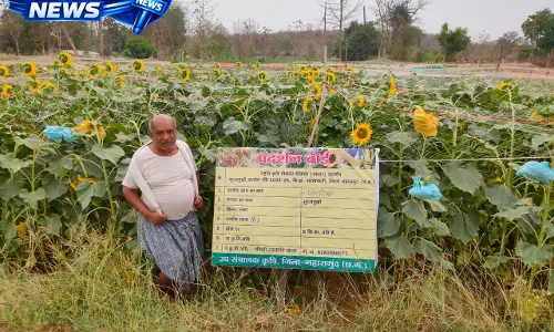 ग्रीष्मकालीन तिलहन खेती से समृद्धि की ओर अग्रसर किसान ग्रीष्मकालीन तिलहन खेती से समृद्धि की ओर अग्रसर किसान