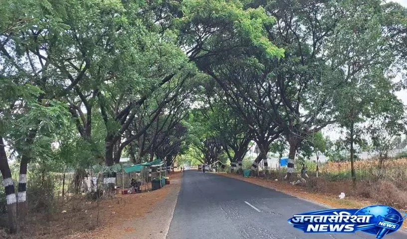 जुलुरुपाडु में Haritha Haram के पेड़ अब छाया देते हैं और राहगीरों की रक्षा करते जुलुरुपाडु में Haritha Haram के पेड़ अब छाया देते हैं और राहगीरों की रक्षा करते