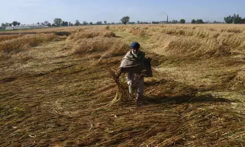 Chandigarh 500 अधिकारी तैनात, फसल नुकसान का आकलन करेगा कृषि विभाग