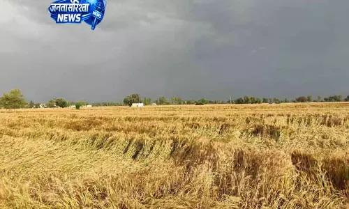 Punjab में गेहूं की फसल पर मौसम ने किया कहर, अमृतसर में सर्दी का असर