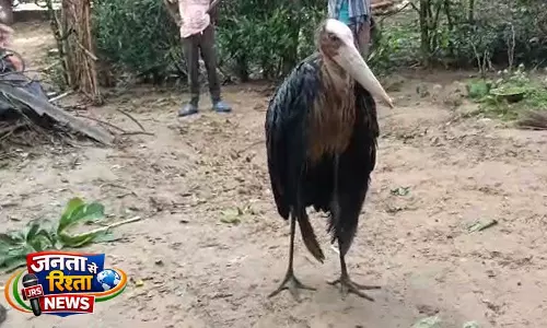 Odisha के बालासोर जिले में दुर्लभ पक्षी को बचाया गया Odisha के बालासोर जिले में दुर्लभ पक्षी को बचाया गया