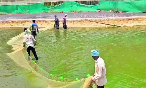Karnataka : बी.ई. ग्रेजुएट जिसने मछली पालन में मुनाफ़ा कमाया Karnataka : बी.ई. ग्रेजुएट जिसने मछली पालन में मुनाफ़ा कमाया