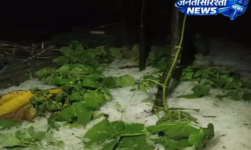 Nagaland: वोखा में ओलावृष्टि से पौधों को नुकसान Nagaland: वोखा में ओलावृष्टि से पौधों को नुकसान
