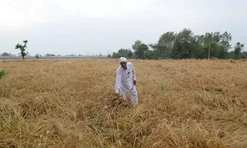 बारिश से गेहूं की कटाई में देरी, Haryana के किसान परेशान बारिश से गेहूं की कटाई में देरी, Haryana के किसान परेशान