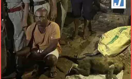 दो लंगूरों को एयरगन से गोली मारकर उतारा मौत के घाट, ग्रामीण गिरफ्तार