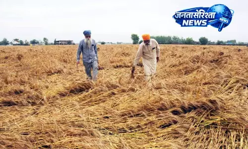 Punjab में बारिश से 1.3 लाख एकड़ में गेहूं की फसल को नुकसान