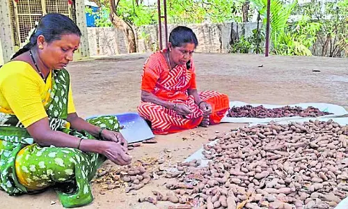 Karnataka : स्कूल लंच के लिए इमली Karnataka : स्कूल लंच के लिए इमली