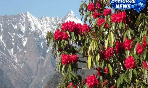 हिमालय में रोडोडेंड्रोन आर्बोरियम की खिलावट: प्रकृति का खूबसूरत या चेतावनी भरा संकेत? हिमालय में रोडोडेंड्रोन आर्बोरियम की खिलावट: प्रकृति का खूबसूरत या चेतावनी भरा संकेत?
